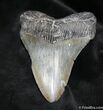 / Inch Georgia Megalodon Tooth #1034-1